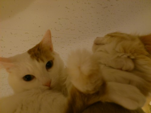 yuko_bluesky's profile picture. 成人済です。
舞台観劇が大好きで
色々な舞台の観劇に行っています(^-^)v
歌を聴くのも凄く好きです✨
心に響く歌を聴きにライブに行ってます(*´ω｀*)

仕事は色々してますo(^o^)o

下垂体腺腫がまだ視神経と動脈のあたりには残っており、経過観察。
去年末の検査結果が思わしくなく少し不安な日々です。