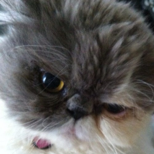 SqueakyLaroo's profile picture. 