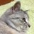 gon_nett's profile image