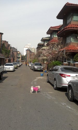 사진은막둥이~온달이 입니다^^이세상의중심은나.내가바뀌면세상이바뀝니다*^^*