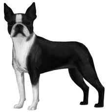 BoneBoutique's profile picture. Welcome to the http://t.co/qL9O52U58C!  We are a one stop shop for all things pet, designer and handmade to the best deals around!  Check us out!