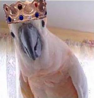 jjwisse's profile picture. Abandon all hope ye who are so desperate as to follow me...