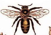 Handcrafted beeswax-based lotions, lip balms, soaps, and more!