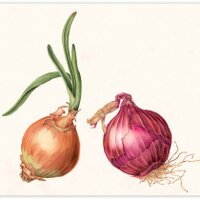 Know your onions(@onionsknow) 's Twitter Profile Photo