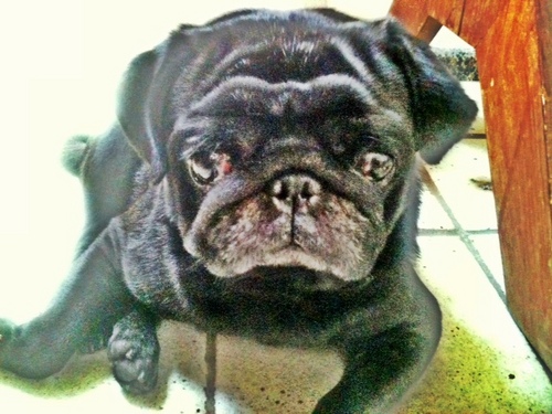 apenas um pug tentando ser feliz. sou meio cego - mas quem não é?