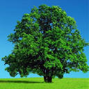 Treehugger4life - @JasonCanton - Twitter