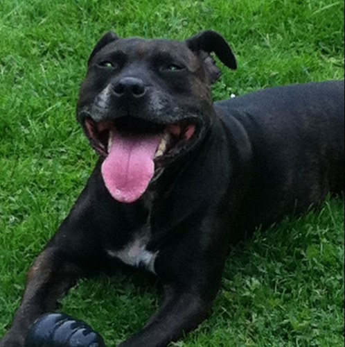 FatstaffGirl's profile picture. Passionate about Bull Terriers, nature and red wine.