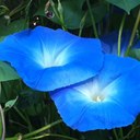 Sheila Mallard - @SheilaMallard - Twitter