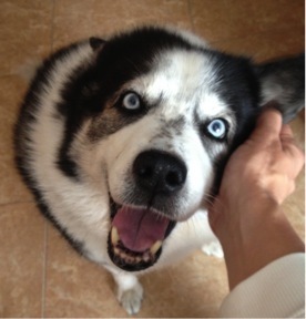 elblogdnube2's profile picture. Twiter del Dpto. E. Física del IES Santa Brígida. Docente y decente. Adicta al café, al deporte,a las tecnologías, música.. #fléjemotivá