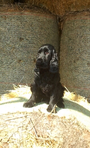 LaniganRobert's profile picture. Saving money on your Utilities, Stock taking, tracking, and payment solutions.