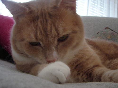 I come from the land down under. My ultimate plan is to collect enough feline friends to take over the world!