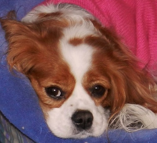 Margie_mrs's profile picture. Wife & mom of 2 sons, grandmother to one adorable little boy, and mom to a sweet little dog. I enjoy writing, painting, interior design, & photography.