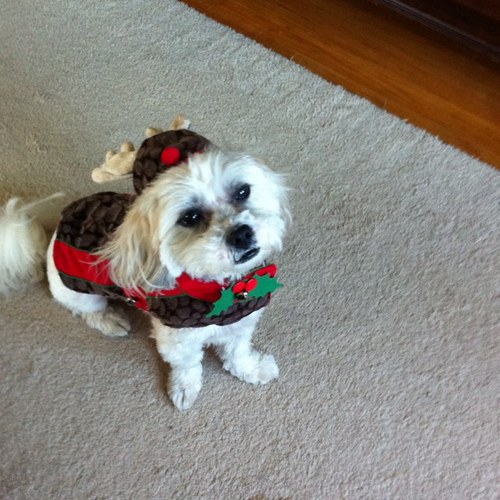 woodviking's profile picture. 