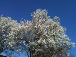 PAHerald's profile picture. nursing professor, avid reader and traveller