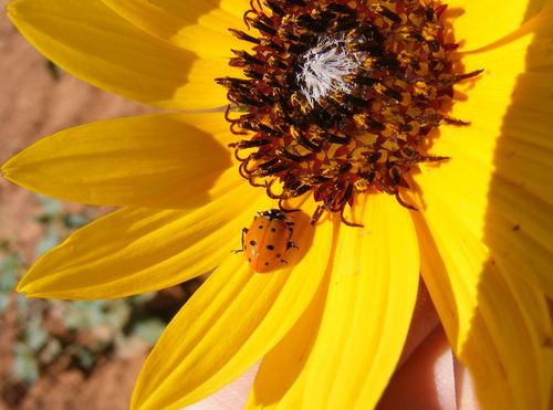 Ecology and Management of Field Crop Insects in South Dakota