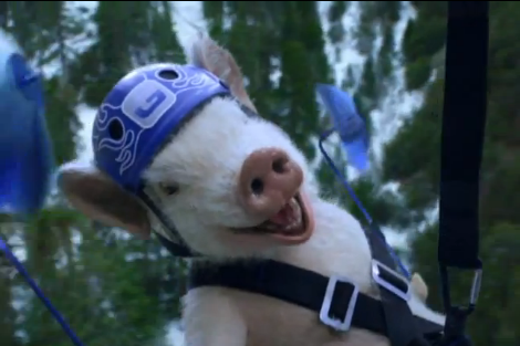 SeniorPigFish's profile picture. Freedom! God! Guns! And a Good Cigar!
As Mr. Piggy says, Tough times ahead... invest in lead!
Being a Lib is as easy as telling a lie!