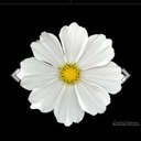 Elizabeth Crews - @ramble23 - Twitter