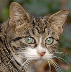 kinzoo Profile Picture