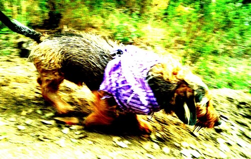 lacovadelhikiko's profile picture. 