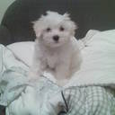 Joy Herron - @gaudia3 - Twitter