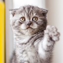 Sugar Ray Robinson - @sugarraycat - Twitter