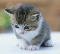 guz_angela's profile picture. Futura odontologa 
amo los gatos