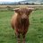 ScottishWords's profile image