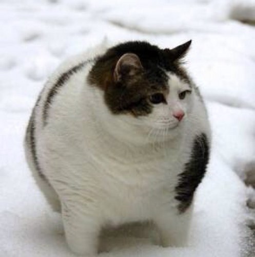 jxiaoze's profile picture. 