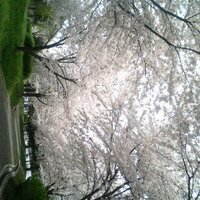 にゃんごろうざえもん (@nyangorozaemon) 's Twitter Profile Photo