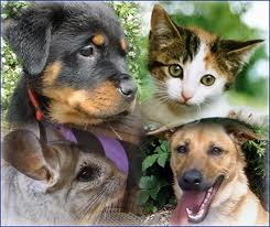 SaveAnimalsSPA's profile picture. The Safety & Protection of Animals is a campaign run by 2 gsce students. We aim to raise awareness&get more government funding for animal charities. @_Wheatabix