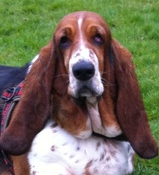 Hippomana's profile picture. Basset Hound | vriendinnetje van Caisa | op dieet | speurneus | houdt van vrouwtje | liever lui dan moe | bankhangen | Alleseter | geeft poot | oostindisch doof