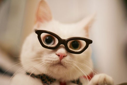 Reader, learner. Believer in smart, co-operative, problem-solving government. Pro-democracy. Pro-facts/evidence.