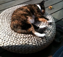 katckam's profile picture. Northerner living in N8, lover of food, wine and cats.