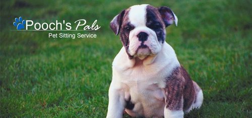 poochspals's profile picture. We are a dog walking/pet sitting service in the Tampa Bay area. We are constantly grateful for the opportunities presented. Like us on Facebook  (813) 401-1877