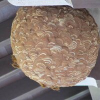 釋　得生 (@koinosaka) 's Twitter Profile Photo