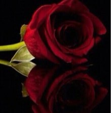 al3wadyh's profile picture. 