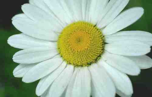 mflobb's profile picture. Siempre organizando algún viaje. Fotógrafa de animales