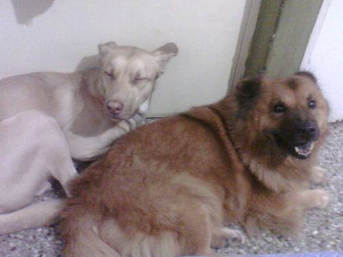 AngelR_RB's profile picture. Futbol, Videojuegos, Xbox 360, Pc, Tecnologia, Musica... Esta es una cuenta que NO deberias seguir. #NoAlMaltratoAnimal