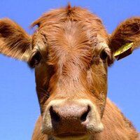 #unbuey (@unbuey) 's Twitter Profile Photo