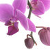 Willow Wellness (@willow_wellness) Twitter profile photo Willow Wellness (@willow_wellness) Twitter profile photo