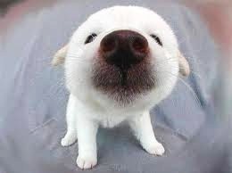 PerraTweetea's profile picture. No construyo cohetes, pero ladro más alto que el perro del vecino.