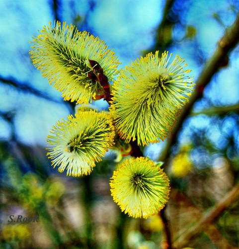 zichQ1's profile picture. 