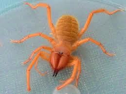 Spiderloves's profile picture. 