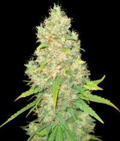 MrWeeds