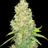 MrWeeds420's profile image