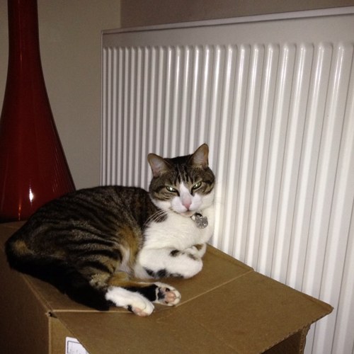 angmassie's profile picture. hate what is happening in the world now. #NoVaccinePassports