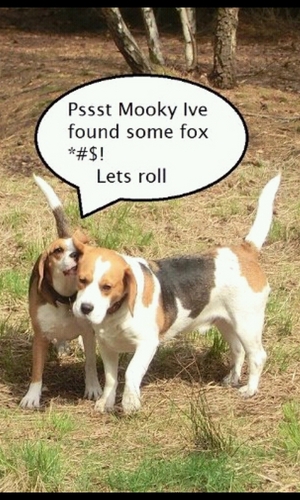 Team_Beagle's profile picture. 