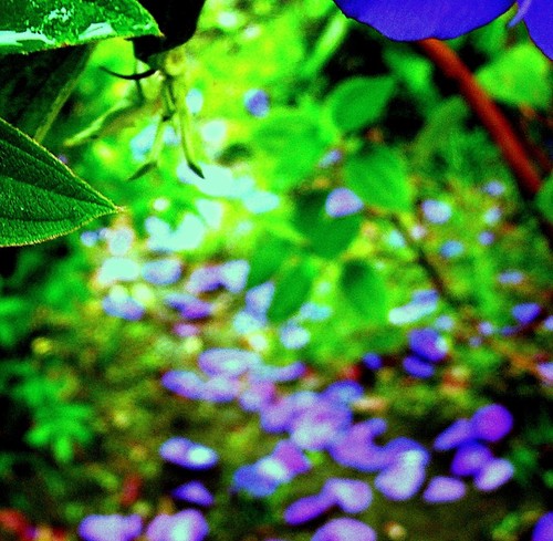 yhosen's profile picture. Mottainaiac/soil/ecosystem/permaculture/public welfare/GHG/no car/no TV/trip/hike/beer/wine/smoke/photo/evernote/松山/宇部/小倉/下関/岩国/通津/東京🇺🇾🇫🇷🇵🇪🇩🇪🇳🇱🇲🇿