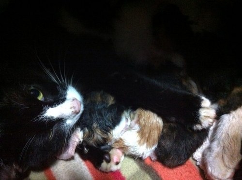 metaljic's profile picture. 