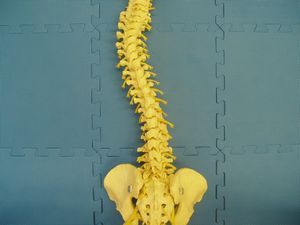 nankuruseesaa's profile picture. ジャンガリアンハムスター飼育中！最近気になることはしいたけ栽培。　本業は整体院経営。趣味は節約。ポイントサイトでお小遣いを貯めたり、せどりでお小遣いをためたりしています（笑）　お小遣いを貯めて娘にグランドピアノを買ってやるんだ～　　そのまえに家を買えー。Σ(ﾟдﾟlll)　お気軽にお気軽にお声かけくださいね